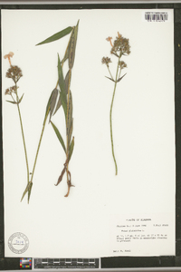 Phlox glaberrima image