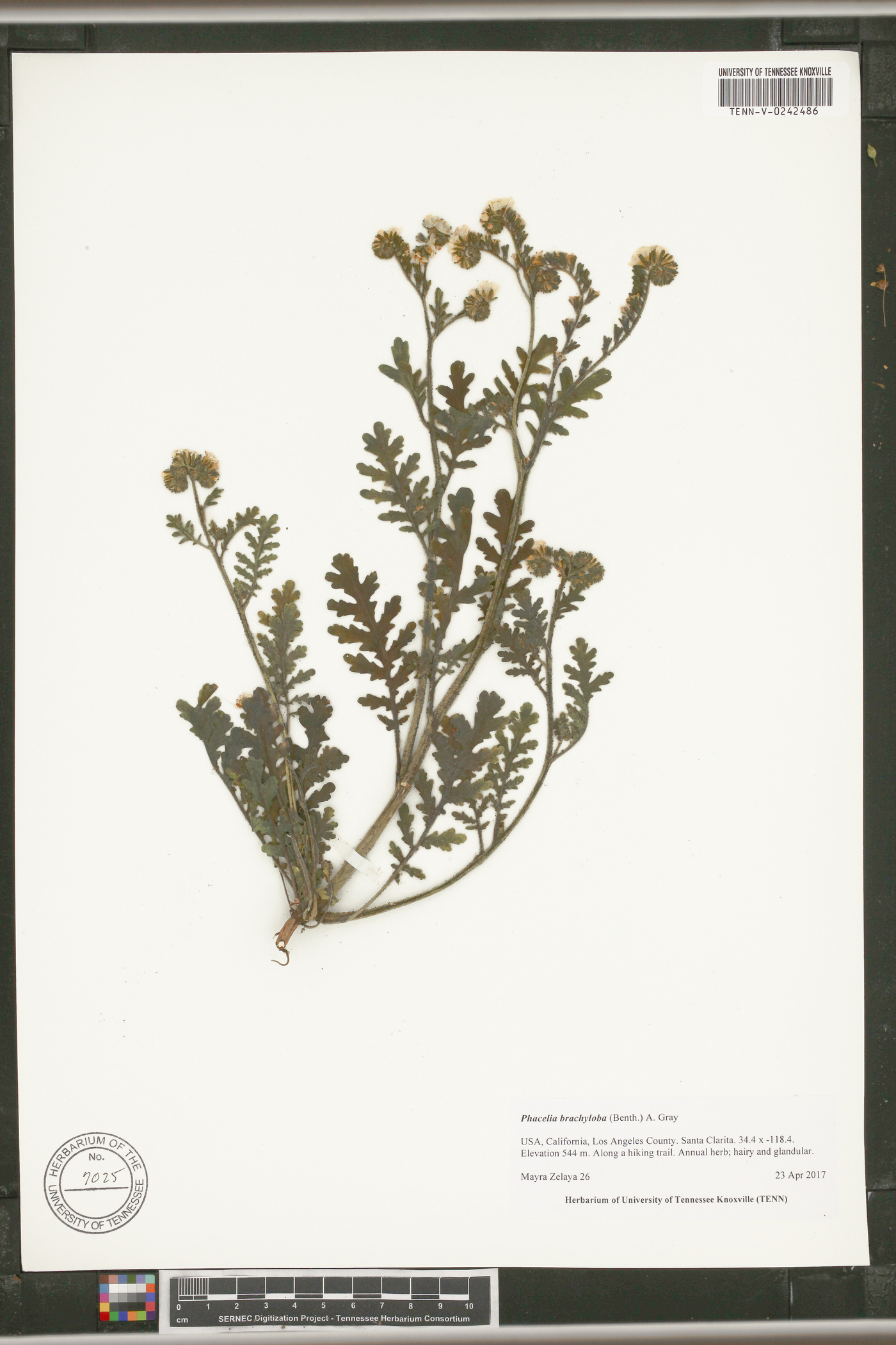 Phacelia brachyloba image