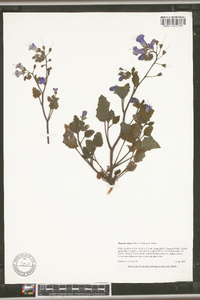 Phacelia minor image