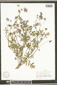 Nemophila phacelioides image