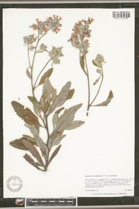 Eriodictyon crassifolium var. crassifolium image