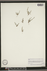 Pectocarya linearis image