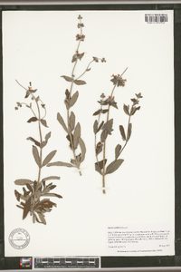 Salvia mellifera image