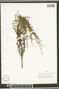 Calamintha coccinea image