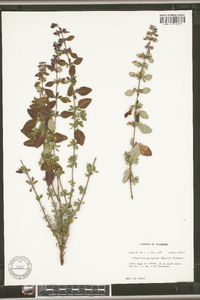 Calamintha georgiana image