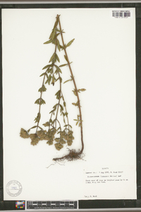 Pycnanthemum flexuosum image