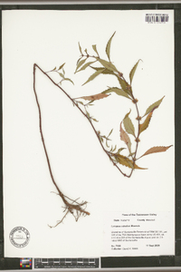 Lycopus rubellus image