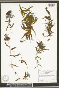 Potamogeton richardsonii image