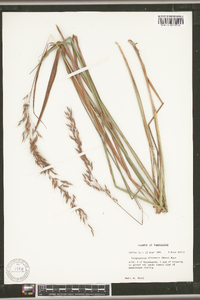 Sorghastrum elliottii image