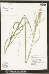 Calamovilfa longifolia image