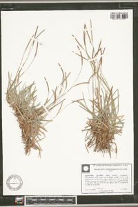 Eremochloa ophiuroides image