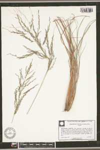 Eragrostis curvula image