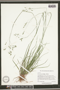 Poa autumnalis image