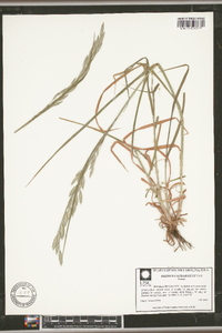 Bromus catharticus image