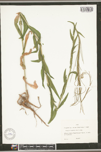 Arabis hirsuta image