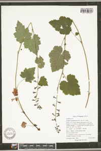 Tolmiea menziesii image