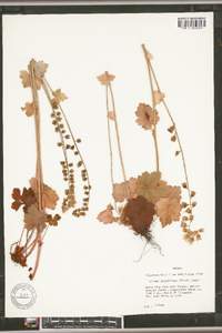 Tellima grandiflora image