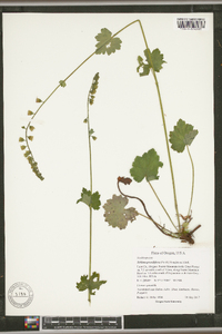 Tellima grandiflora image