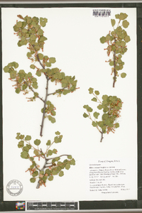 Ribes cereum var. cereum image