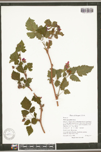 Rubus spectabilis image