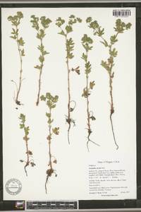 Potentilla rivalis image