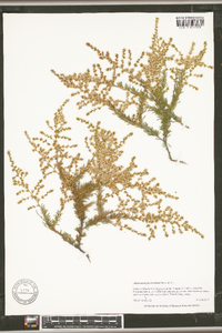 Adenostoma fasciculatum image