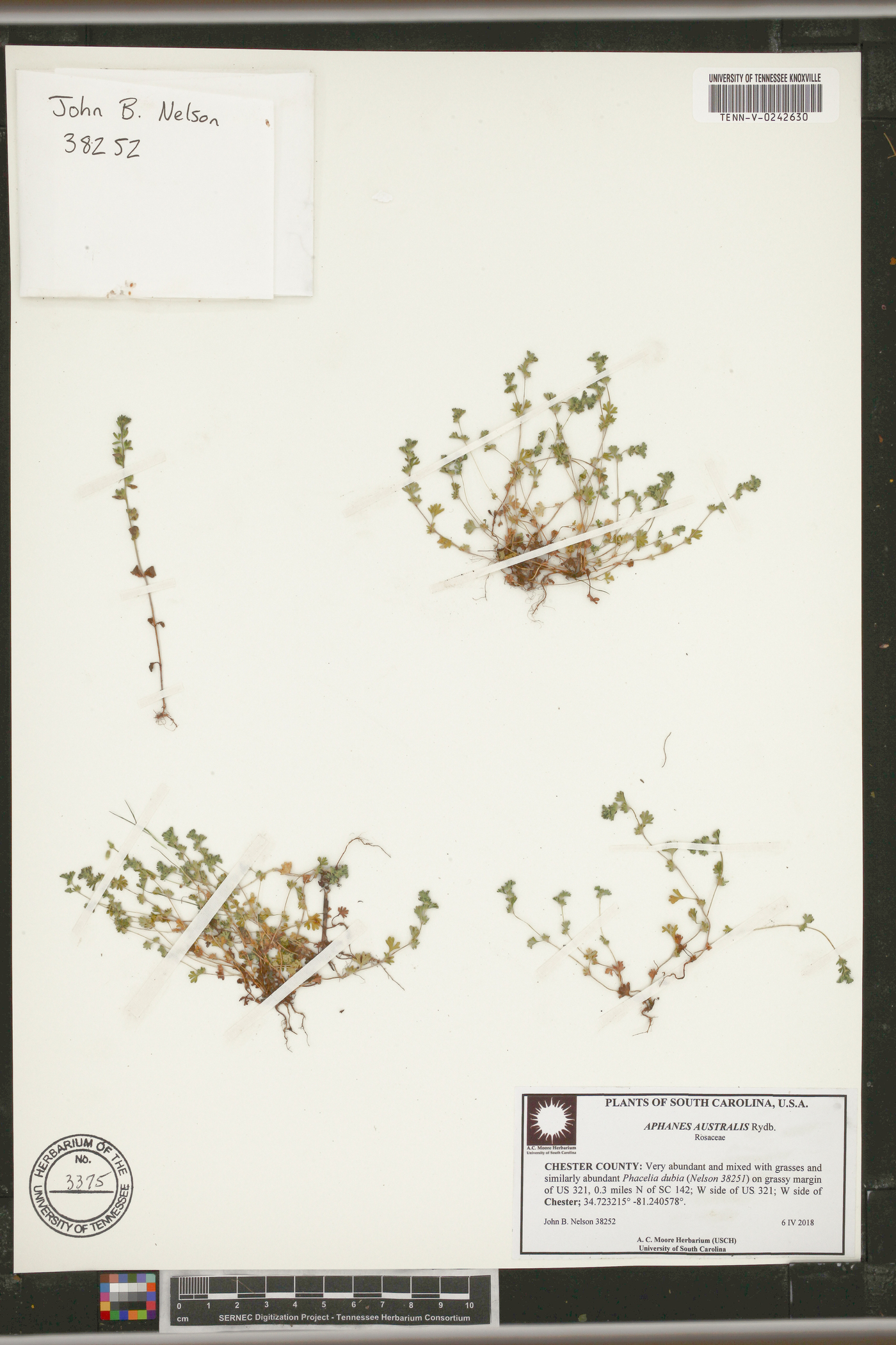 Aphanes australis image