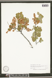 Prunus ilicifolia image