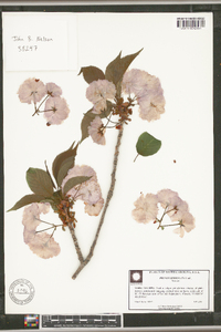 Prunus serrulata image