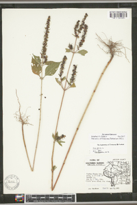 Iva annua image