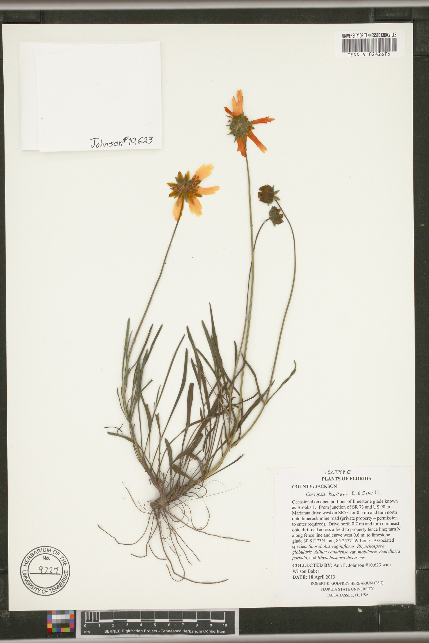 Coreopsis bakeri image