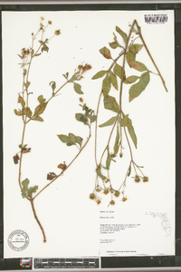 Bidens alba image