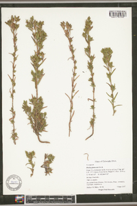 Madia glomerata image