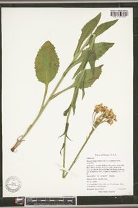 Senecio integerrimus image