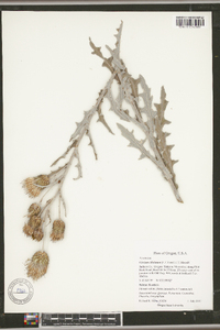 Cirsium ciliolatum image