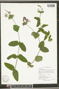 Lonicera hispidula image