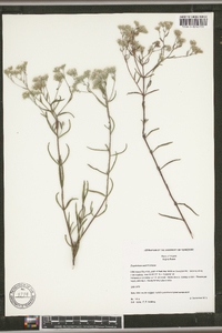 Eupatorium mohrii image