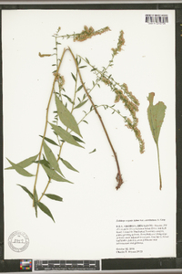 Solidago arguta var. caroliniana image