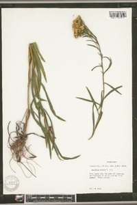 Solidago nitida image