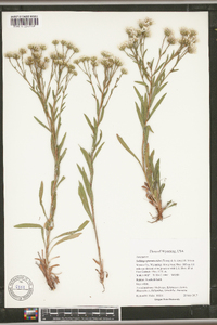 Solidago ptarmicoides image