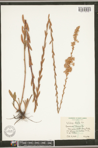 Solidago stricta image