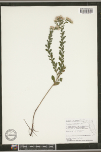 Sericocarpus tortifolius image