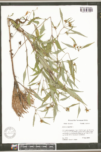 Bidens tripartita image