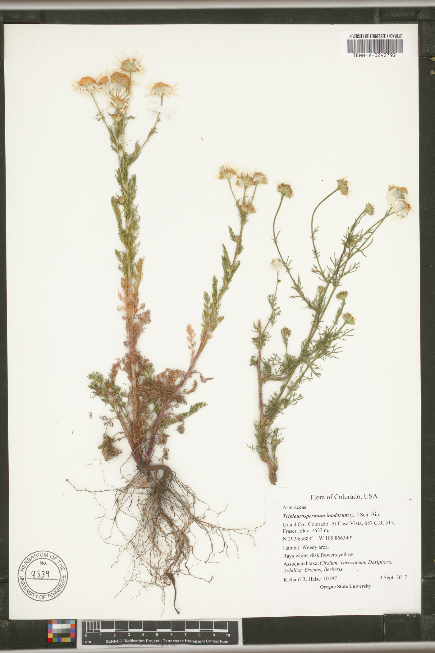 Tripleurospermum inodorum image