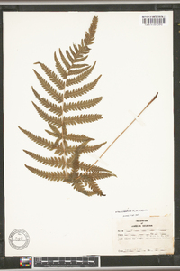 Thelypteris kunthii image