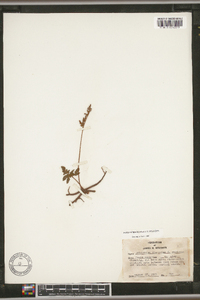 Sceptridium dissectum f. obliquum image