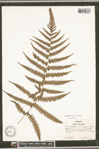 Thelypteris kunthii image