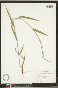 Urochloa platyphylla image