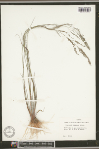 Eragrostis bahiensis image