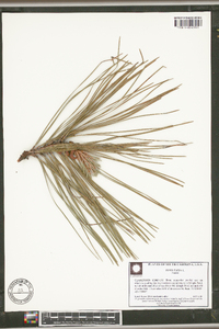 Pinus taeda image